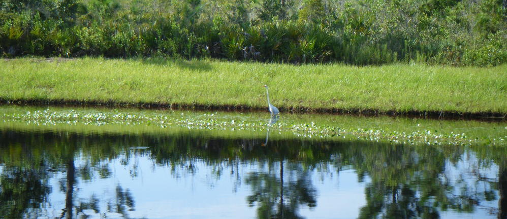 Featured_homeslide_birdinpond